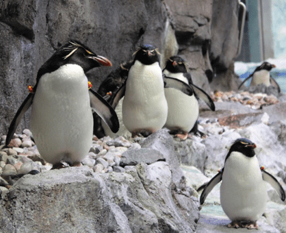 Penguin Conservative