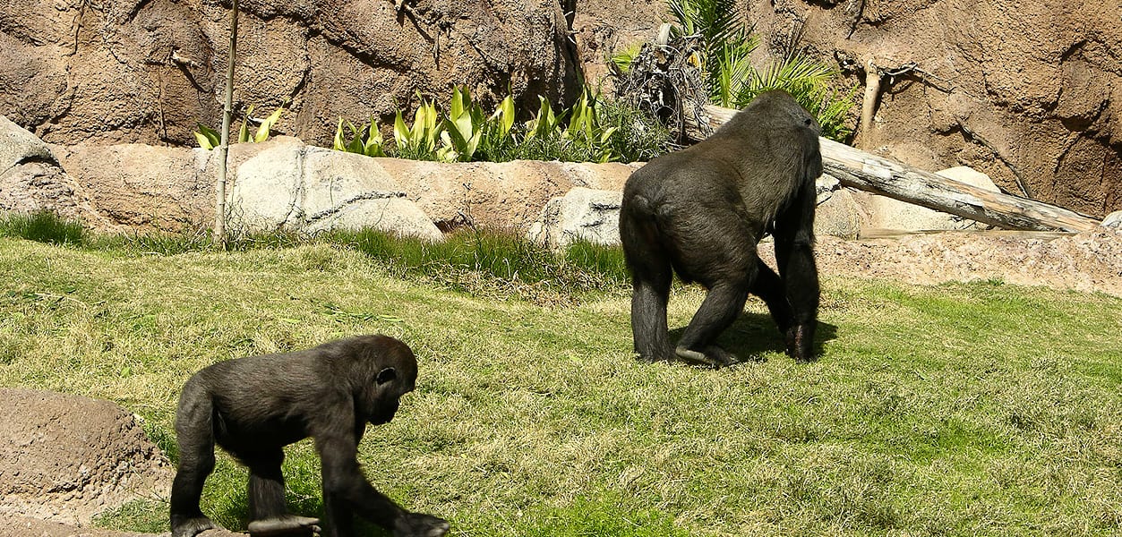 How to Build Natural Habitats for Animals at Zoological Parks