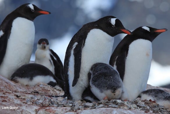 Polk Penquins