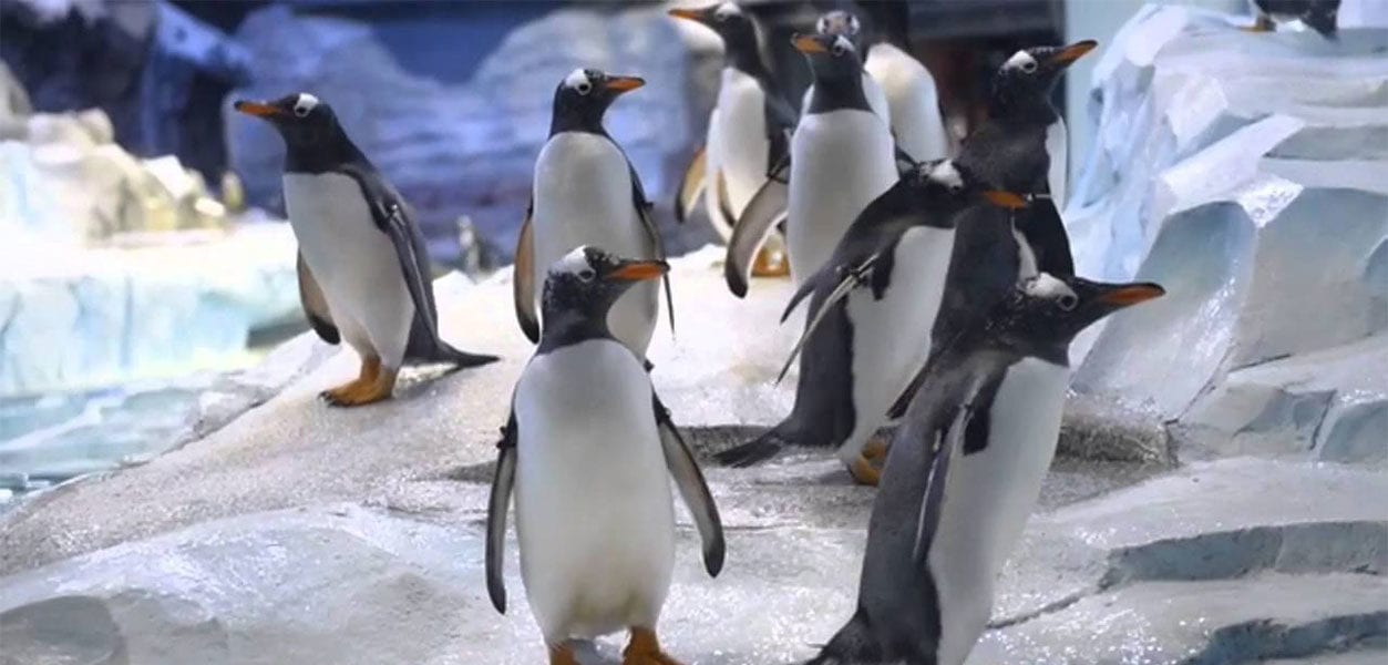 Polk Penguin Conservation Center