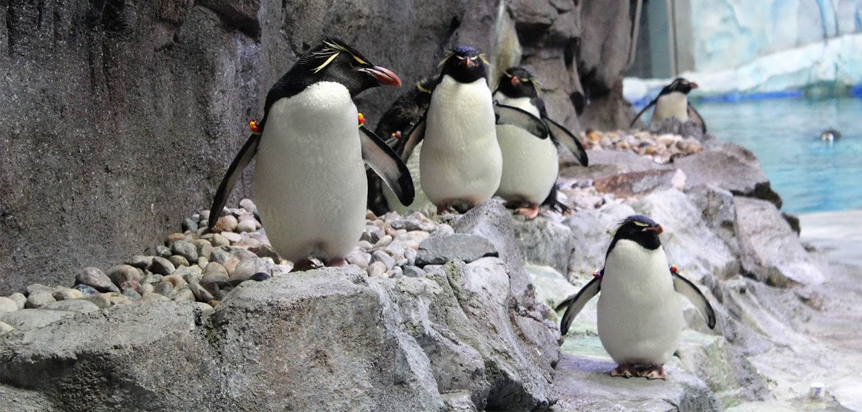 Polk Penguin Conservation Center